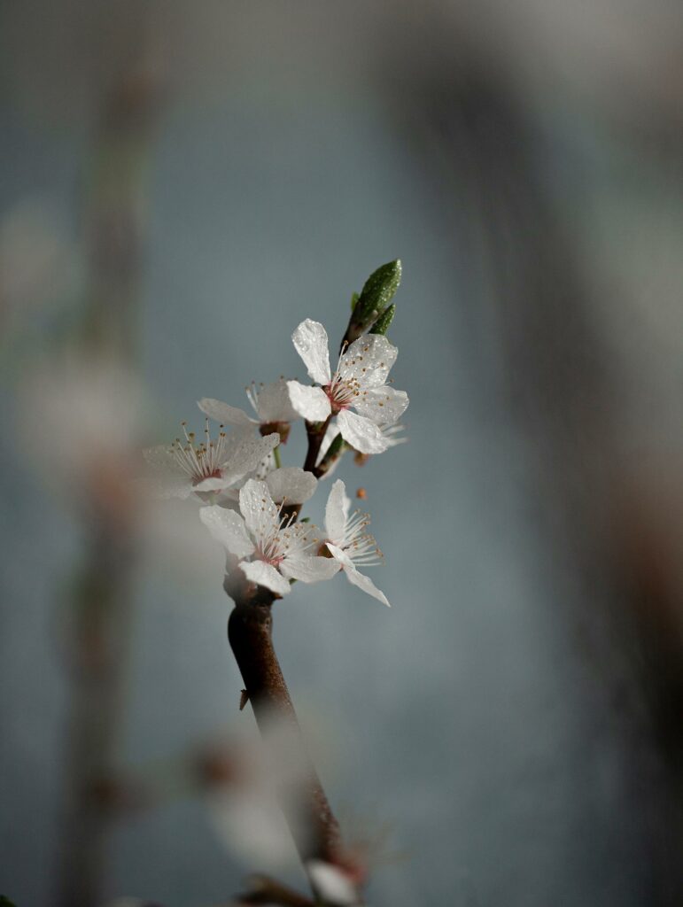 piękne kwiaty, sesja, Mag Bee Fotografia produktowa