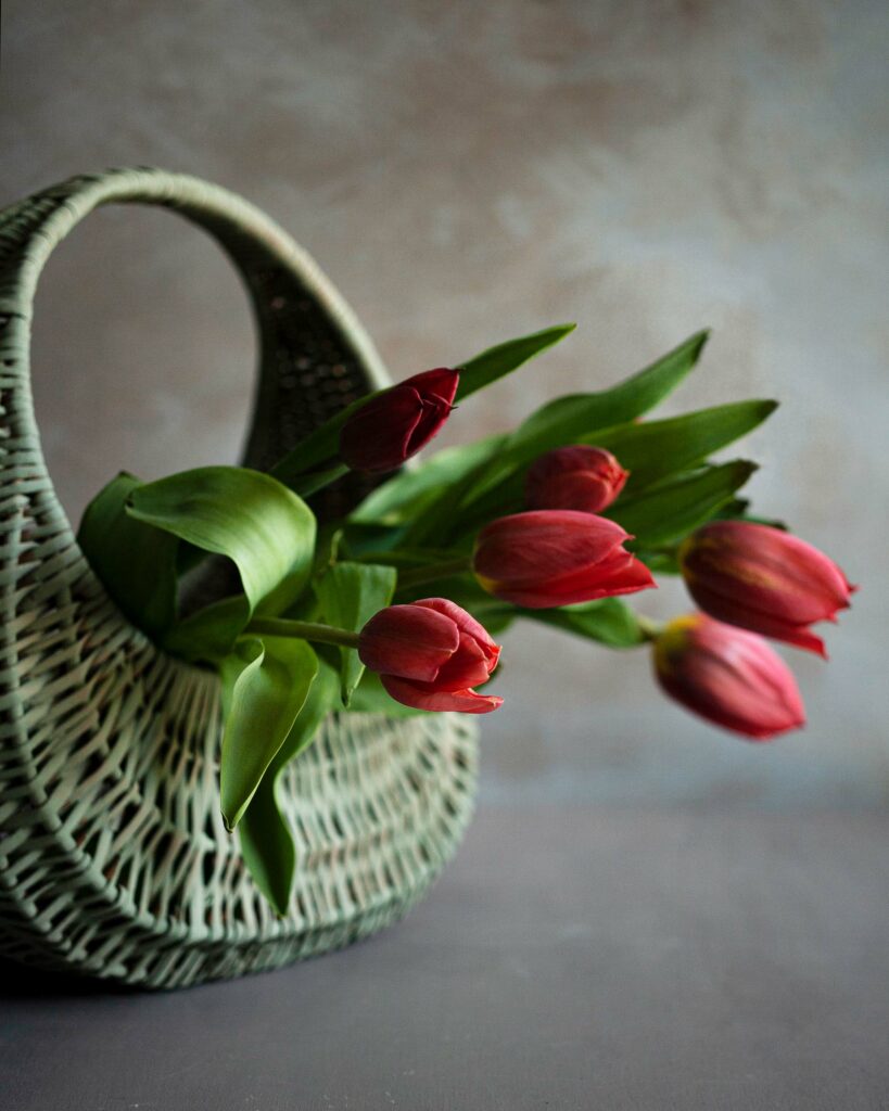 sesja tulipanów, Mag Bee Fotografia produktowa