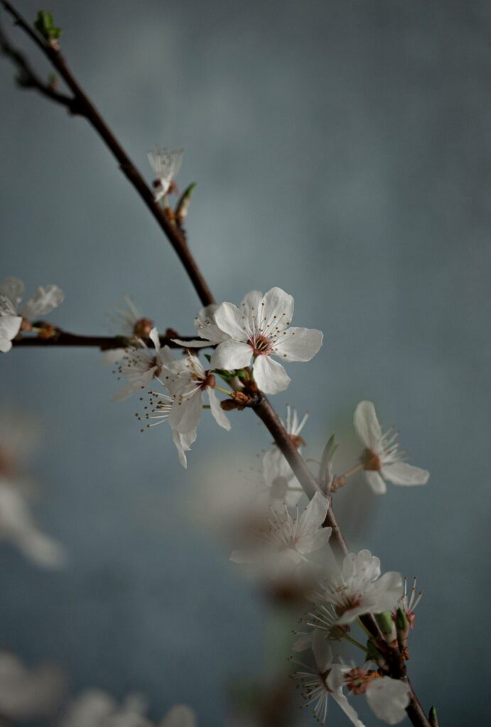 sesja zdjęciowa kwiatów, Mag Bee Fotografia produktowa