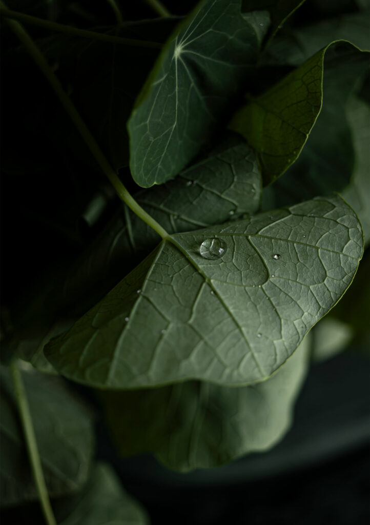 nasturcja, sesja roślin, Mag Bee fotografia produktowa